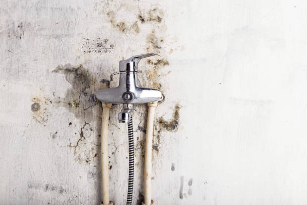 Best DIY Mold Remediation Support Services in Lindenwold, NJ