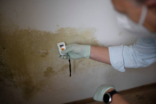 Best DIY Mold Remediation Support Services in Lindenwold, NJ
