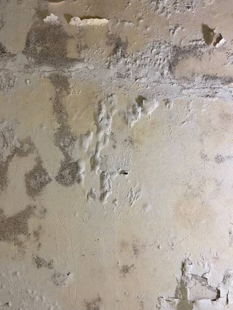 Best Basement Mold Remediation in Lindenwold, NJ