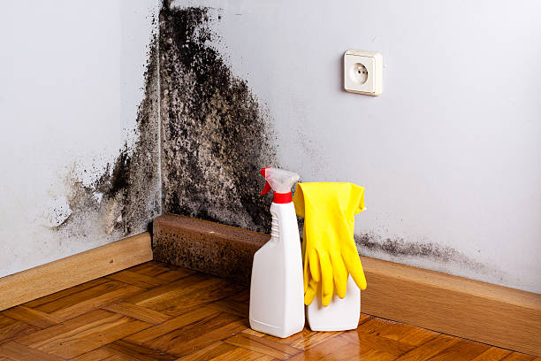 Trusted Lindenwold, NJ Mold Remediation Experts
