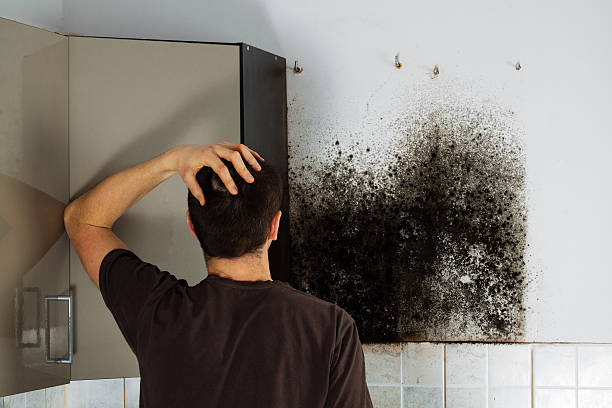 Best Residential Mold Remediation in Lindenwold, NJ