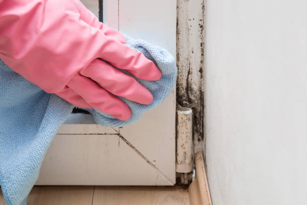 Best Residential Mold Remediation in Lindenwold, NJ